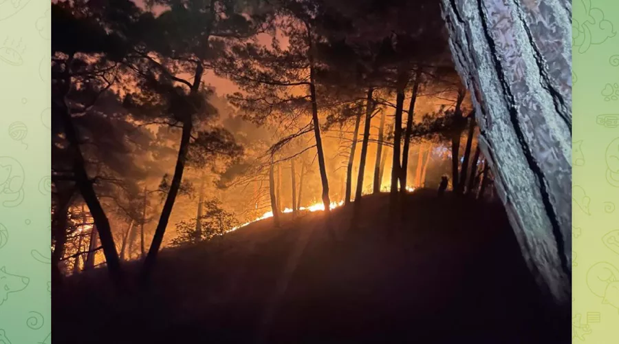 Пожар в Голубой бездне, 16 августа 2025 г. &copy;&nbsp;Скриншот публикации в телеграм-канале ГБУ КК &laquo;Краевой лесопожарный центр&raquo;, T.me/krd_klpc