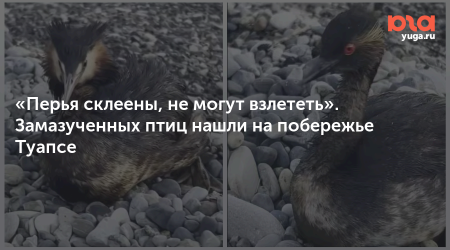 «Перья склеены, не могут взлететь». Замазученных птиц нашли на побережье Туапсе