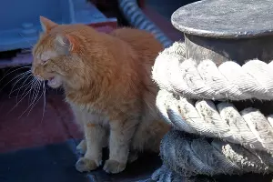  &copy;&nbsp;Влад Александров, ЮГА.ру