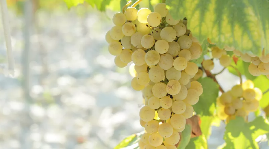  &copy;&nbsp;Фото Юга.ру