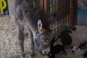  &copy;&nbsp;Скриншот видео с ютуб-канала Ильи Варламова, youtu.be/dkr6Dq-WIBE