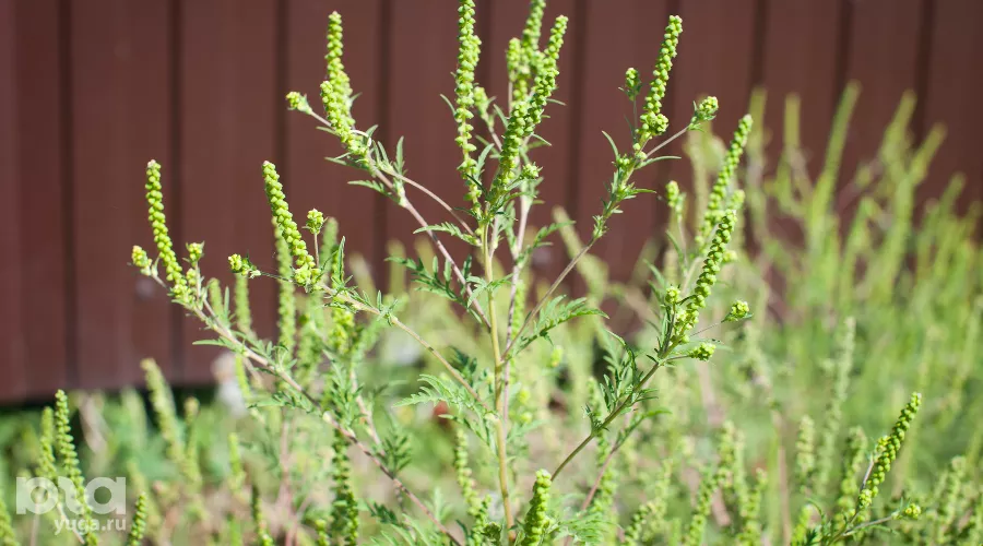  &copy;&nbsp;Фото Елены Синеок, Юга.ру