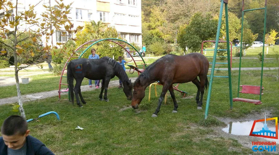  &copy;&nbsp;Фото из группы vk.com/this_is_sochi