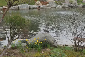 Вяхирь в Японском саду &copy;&nbsp;Фото Марины Солошко, Юга.ру