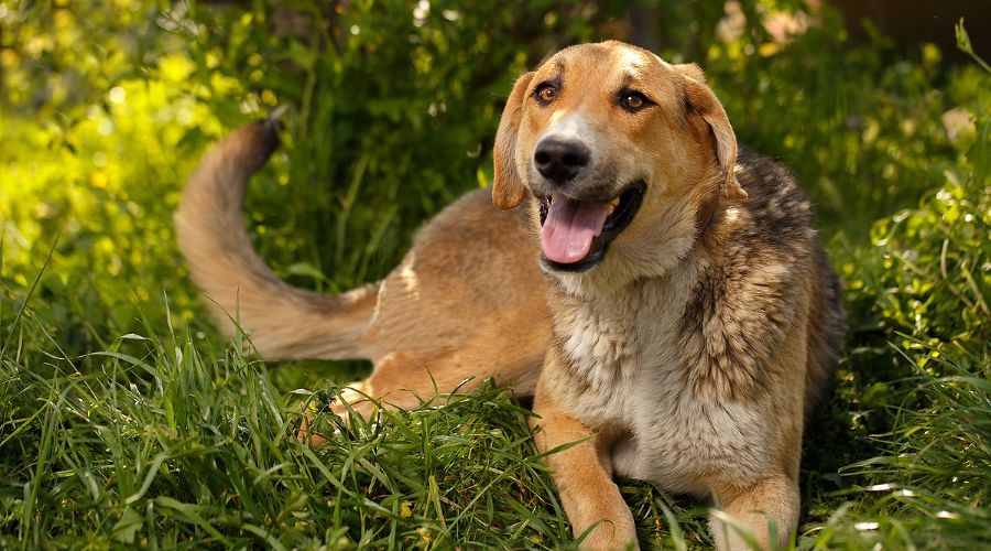  © Фото пресс-службы курорта «Роза Хутор»