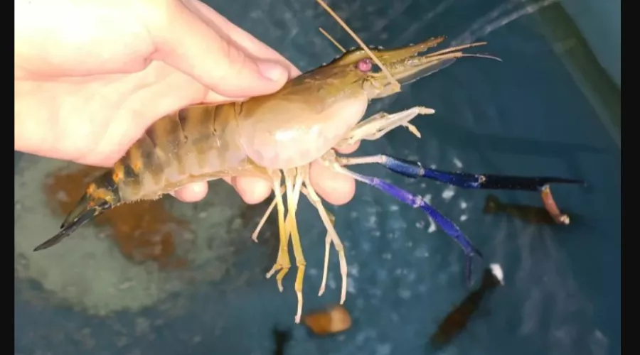  &copy;&nbsp;Скриншот с сайта azniirkh.vniro.ru