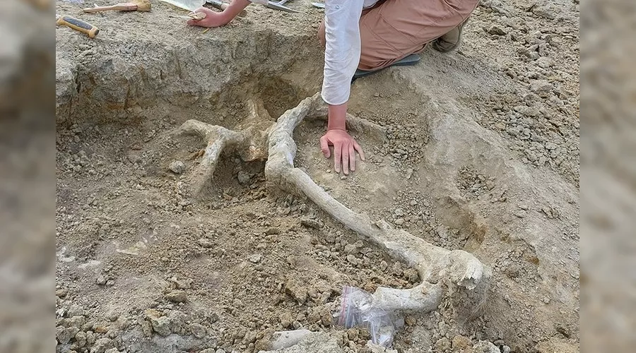 Расчистка черепа оленя арверноцероса &copy;&nbsp;Фото Вадима Титова