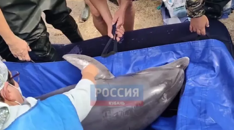  &copy;&nbsp;Скриншот видео из телеграм-канала &laquo;Россия. Кубань. Новости&raquo;