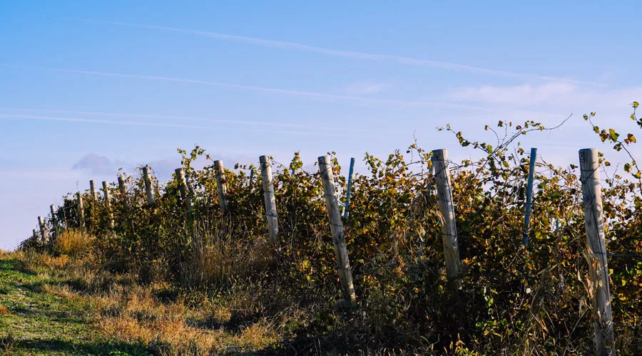  &copy;&nbsp;Фото Павла Незнанова, unsplash.com