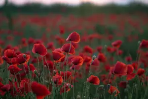  &copy;&nbsp;Фото Tateshi Yokotaishi https://vk.com/sakanoid