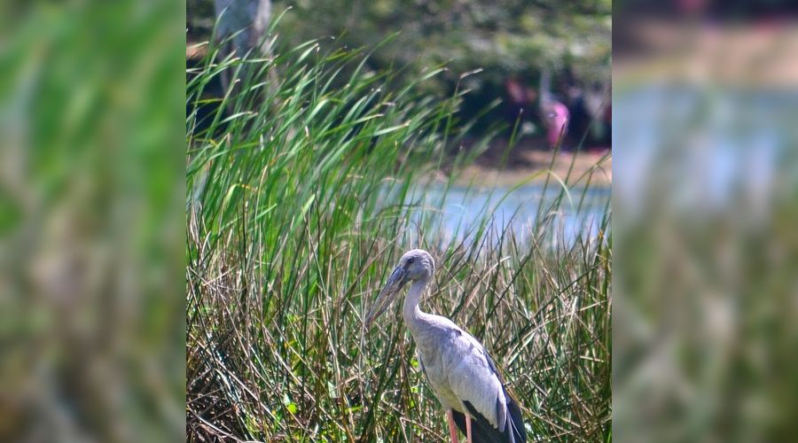  © Фото с сайта pixabay.com