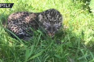 Детеныш дальневосточного леопарда Каспер © Скриншот видео с сайта russian.rt.com