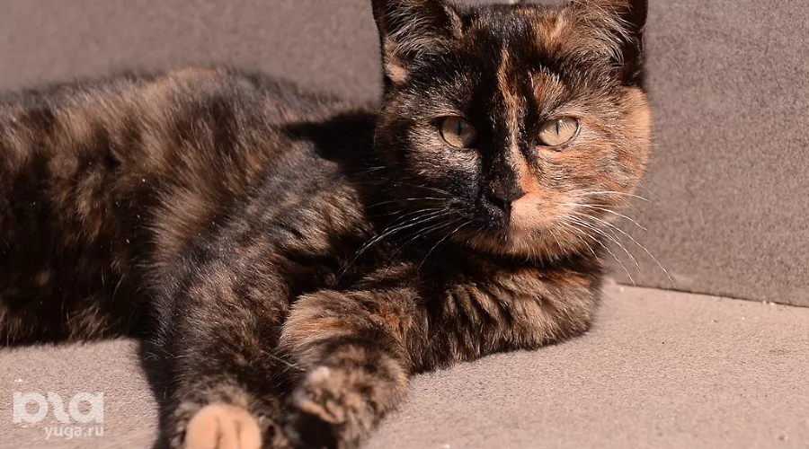 Спортивные состязания среди ветеранов ОВД на транспорте &copy;&nbsp;Михаил Ступин, ЮГА.ру