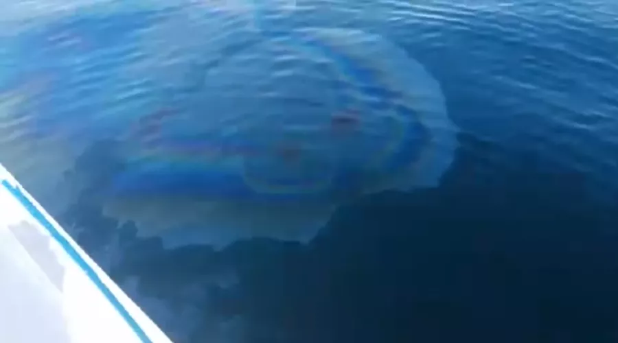  &copy;&nbsp;Скриншот видео из инстаграма &laquo;Андрей Новости Новороссийска&raquo;, instagram.com/novosti_novorossiyska/