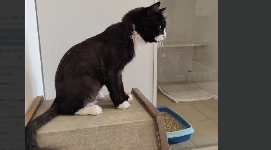  © Скриншот фото со страницы Елены Лаврищевой в инстаграме*