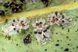 Дубовая кружевница &copy;&nbsp;Фото пресс-службы Кавказского биосферного заповедника