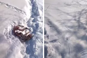  &copy;&nbsp;Коллаж из скриншотов фото из телеграм-канала &laquo;Дикий Юг - природа Юга России&raquo;