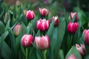 Тюльпаны &copy;&nbsp;Фото Елены Синеок, Юга.ру