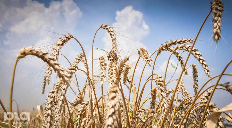  © Фото Елены Синеок, Юга.ру