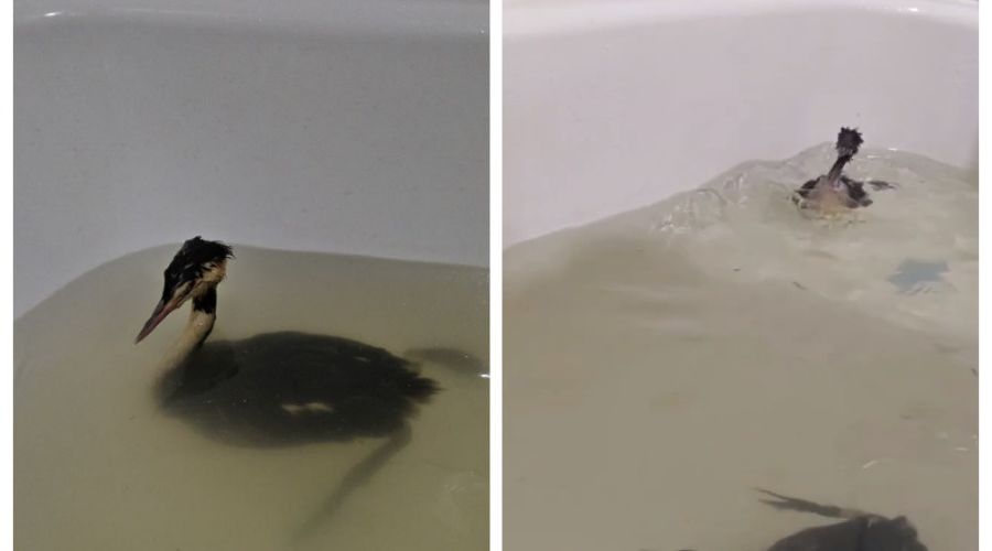  &copy;&nbsp;Скриншот из телеграм-канала эколога Романа Пукалова https://t.me/Roman_eco/138?single