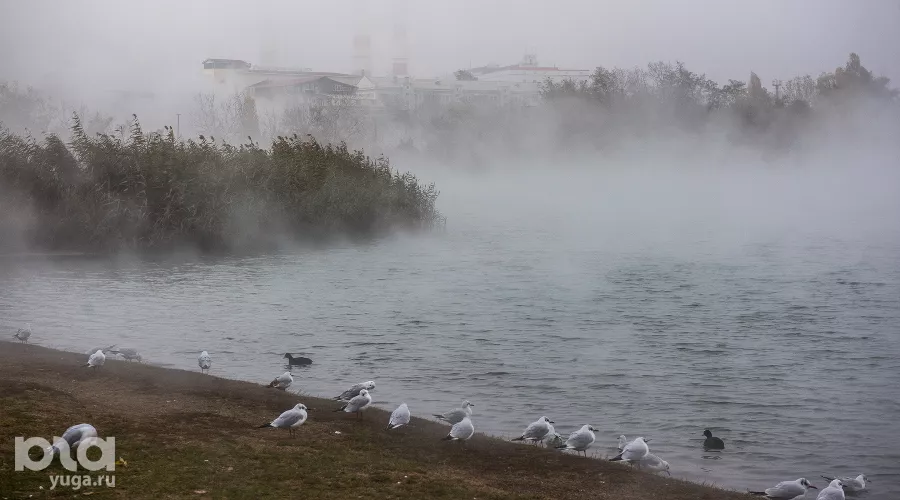  &copy;&nbsp;Фото Елены Синеок, Юга.ру