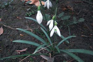 Подснежник ризенский © Фото пресс-службы Сочинского нацпарка