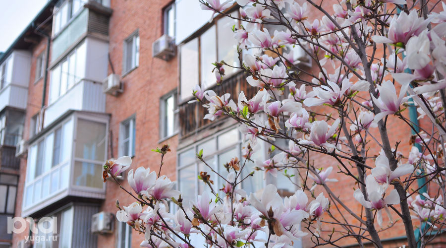 Весна в Краснодаре &copy;&nbsp;Фото Марины Солошко, Юга.ру