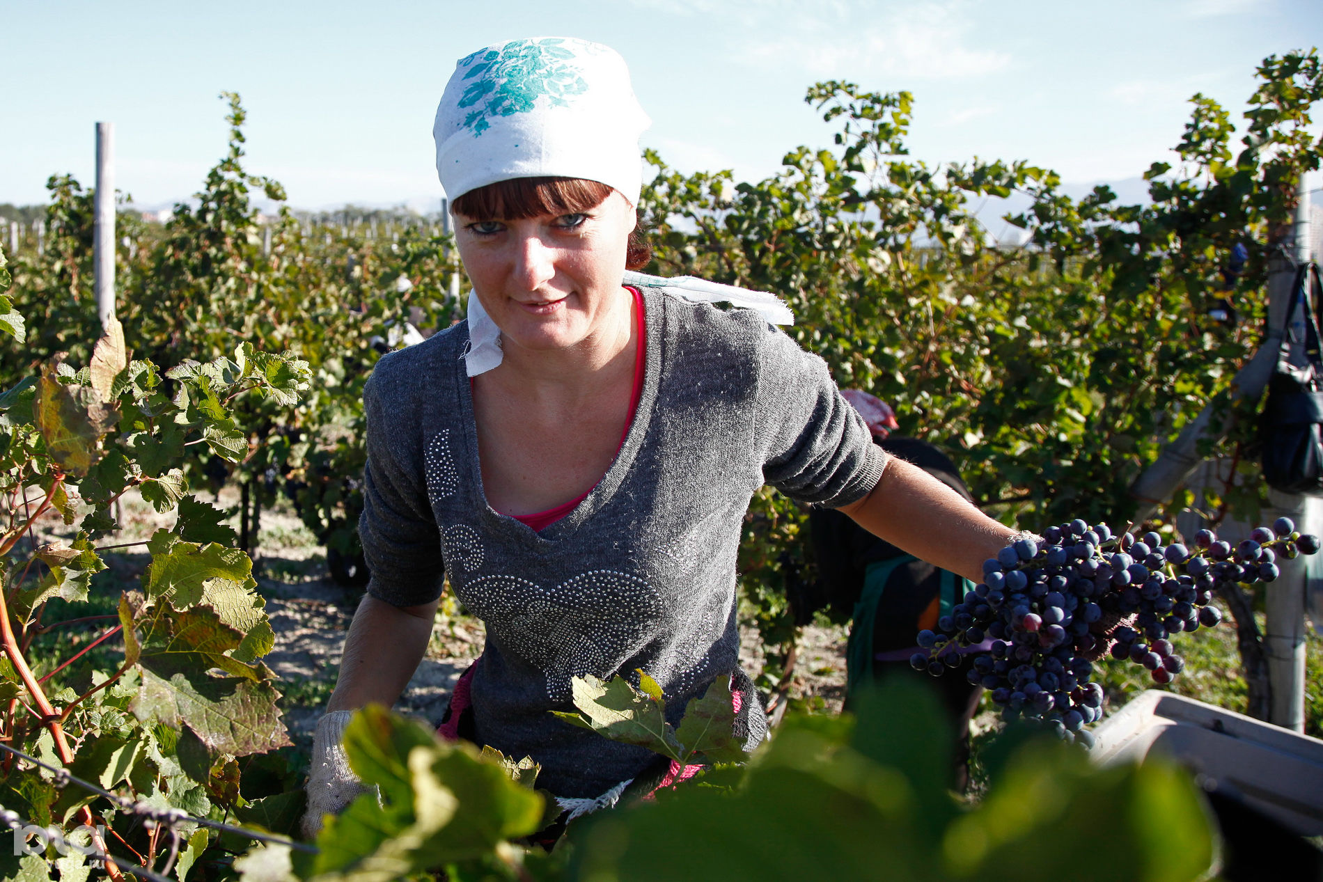 Сайт института садоводства и виноградарства краснодар