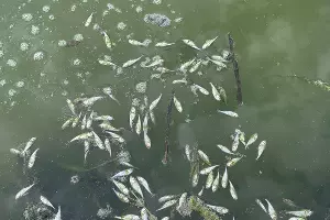  &copy;&nbsp;Фото предоставлено Иваном Любивым