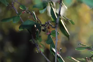  &copy;&nbsp;Фото пресс-службы Сочинского нацпарка