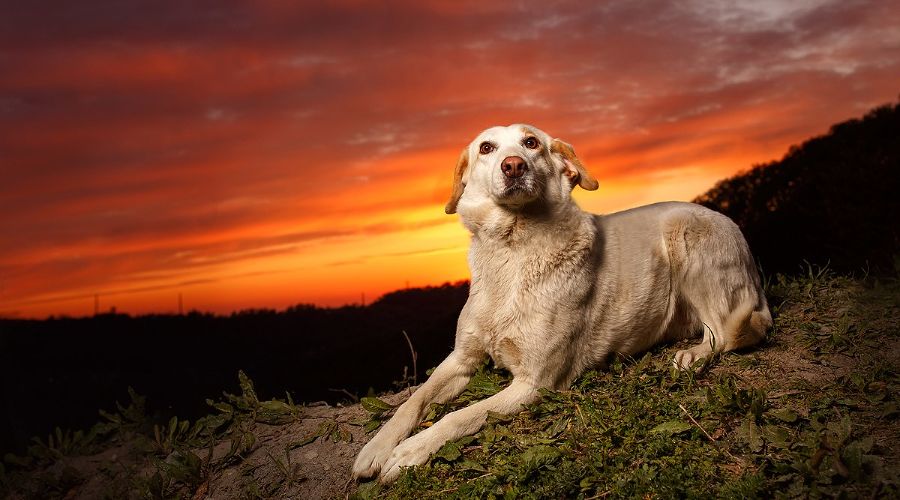  © Фото пресс-службы курорта «Роза Хутор»
