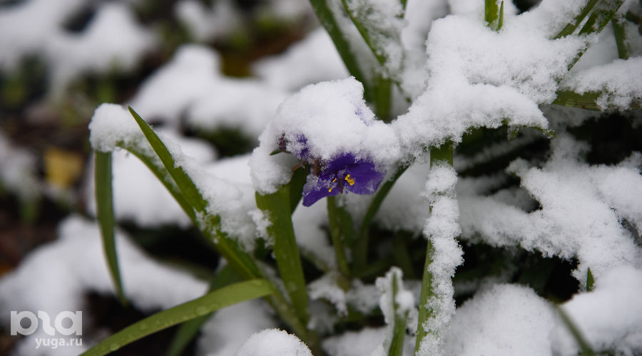 Снег в Краснодаре © Елена Синеок, Юга.ру
