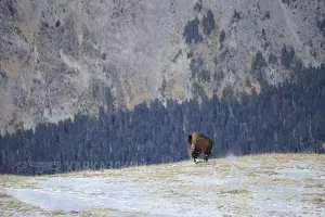  &copy;&nbsp;Фото пресс-службы Кавказского заповедника
