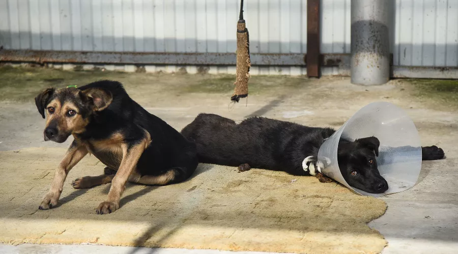  &copy;&nbsp;Фото Елены Синеок, Юга.ру