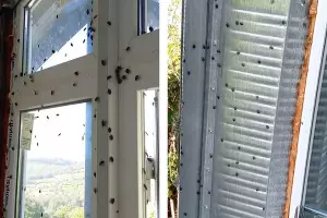  &copy;&nbsp;Коллаж из скриншотов видео из телеграм-канала &laquo;Типичный Сочи&raquo;