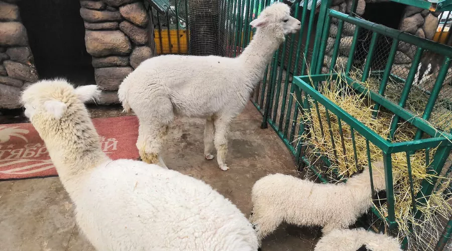  &copy;&nbsp;Фото пресс-службы санатория &laquo;Октябрьского&raquo;