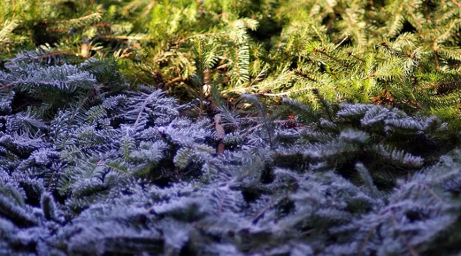  &copy;&nbsp;Фото с сайта pixabay.com