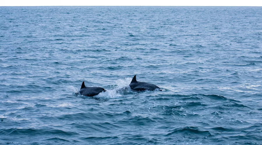  &copy;&nbsp;Фото Kevin Ortiz с сайта Unsplash.com