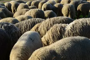  &copy;&nbsp;Фото с сайта pixabay.com