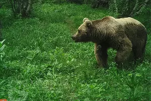  &copy;&nbsp;Фото пресс-службы Кавказского биосферного заповедника