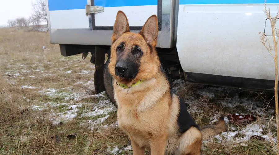 служебная овчарка Юта &copy;&nbsp;Фото пресс-службы МВД по Республике Крым