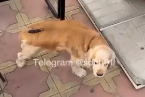  &copy;&nbsp;Телеграм-канал &laquo;Сочи №1&raquo;, t.me/soch01