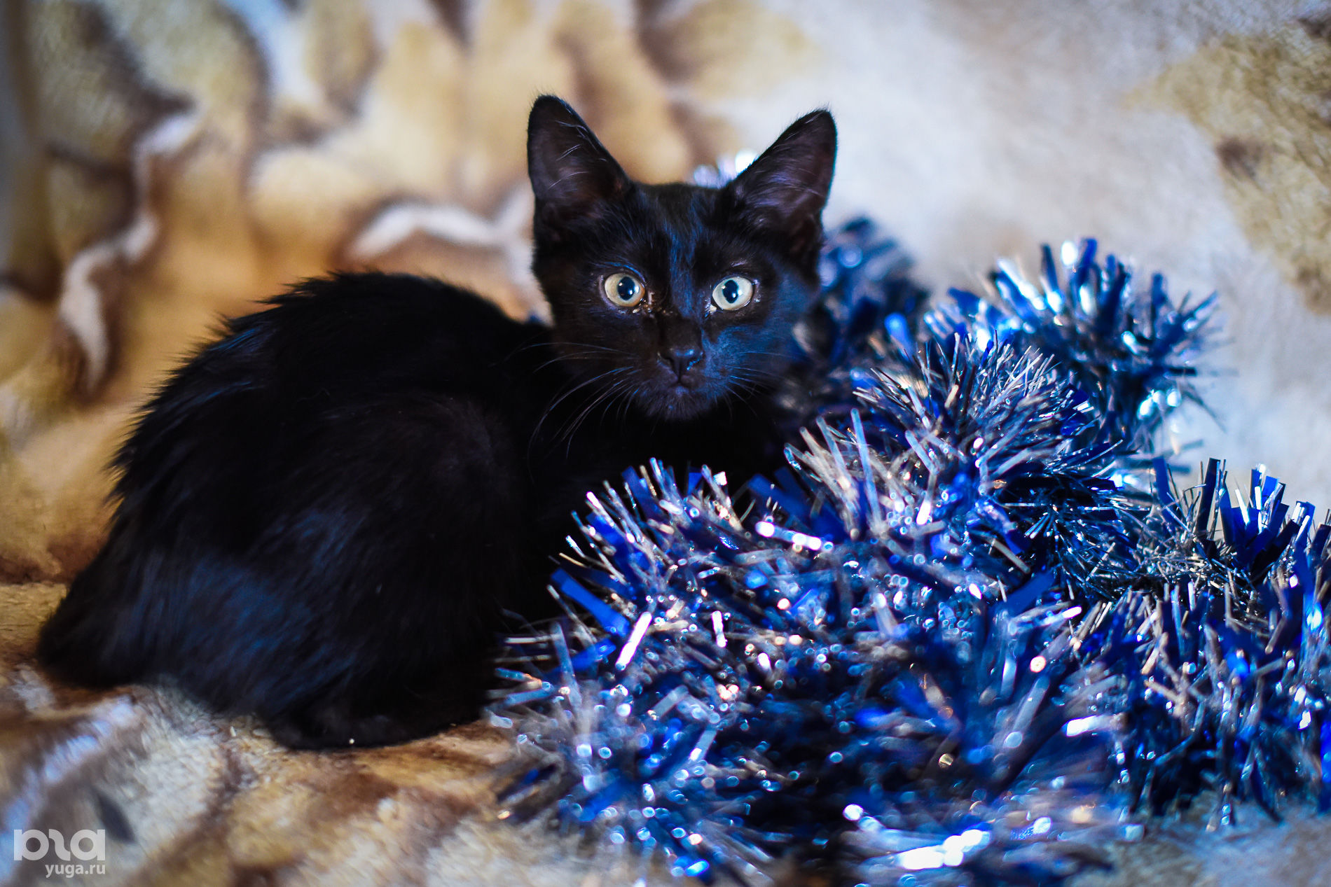 Кот нэп фиолетовый. Новый год котики. Синие коты новый год. Фото котиков на новый год чорных. Мой кот на НГ РИА новости.