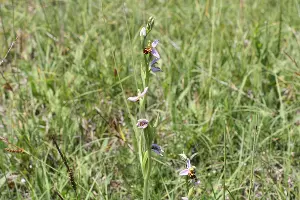 Офрис пчелоносная &copy;&nbsp;Фото Антона Поповича