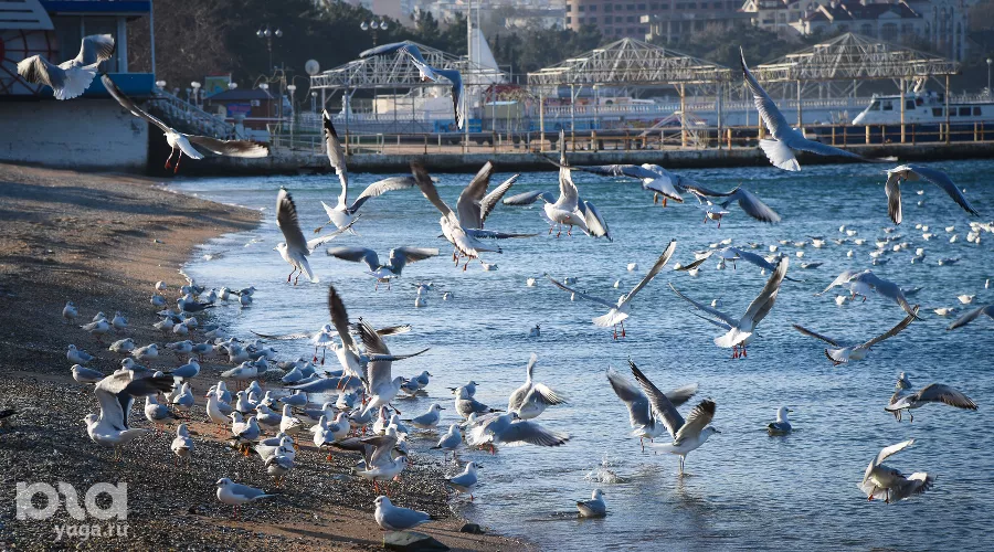 Город-курорт Геленджик &copy;&nbsp;Фото Елены Синеок, Юга.ру