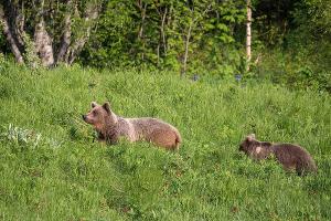 Бурые медведи © Фото из группы vk.com/kavzapoved