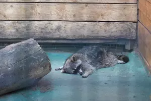  &copy;&nbsp;Скриншот видео с ютуб-канала Ильи Варламова, youtu.be/dkr6Dq-WIBE