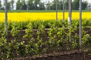 Опытная станция учхоза &laquo;Кубань&raquo; &copy;&nbsp;Фото Елены Синеок, Юга.ру