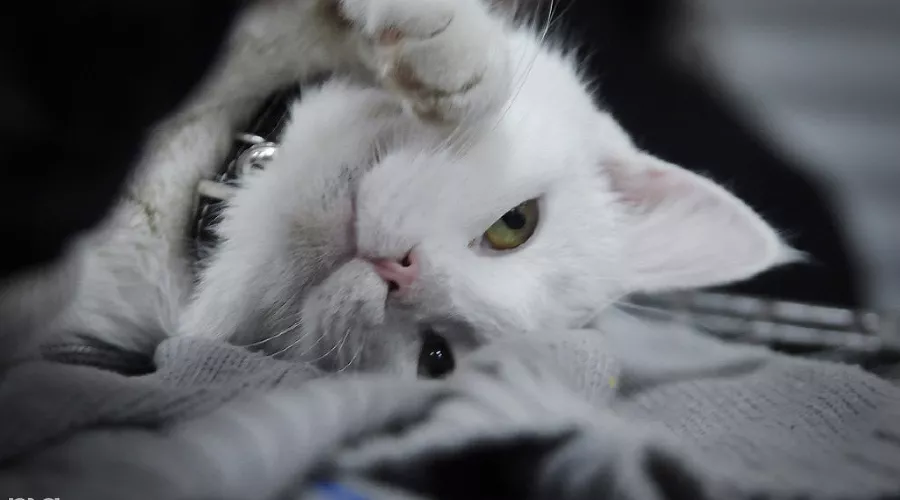  &copy;&nbsp;Фото Елены Синеок, Юга.ру