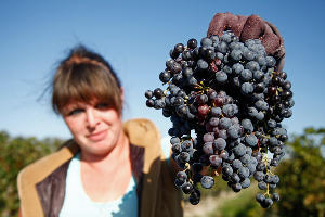 Сбор винограда в Краснодарском крае © Влад Александров, ЮГА.ру